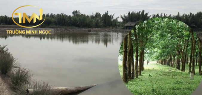 Đất nuôi trồng thủy sản chuyển sang đất trồng cây lâu năm được không? (Ảnh minh hoạ)