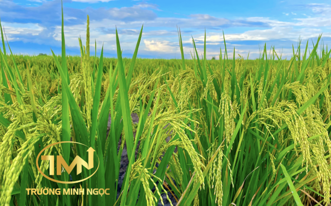 Đất trồng lúa có phải đất trồng cây hàng năm không? (Ảnh minh hoạ)