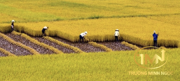 Cá nhân không trồng lúa có được mua đất trồng lúa không? (Ảnh minh hoạ)