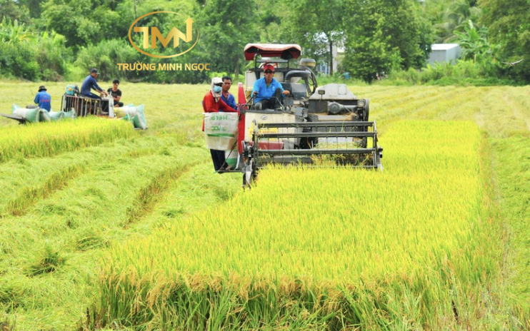 Hạn mức chuyển nhượng đất trồng lúa là bao nhiêu? (Ảnh minh hoạ)