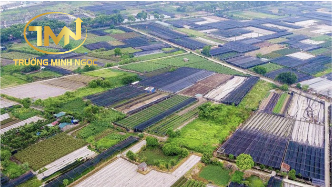 Hợp tác xã thuê đất để xây dựng trụ sở có phải thực hiện đấu giá, đấu thầu không? (Ảnh minh hoạ)