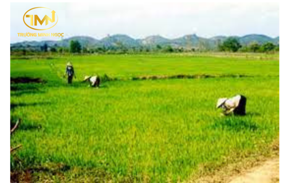 Những trường hợp nào được cho thuê đất nông nghiệp