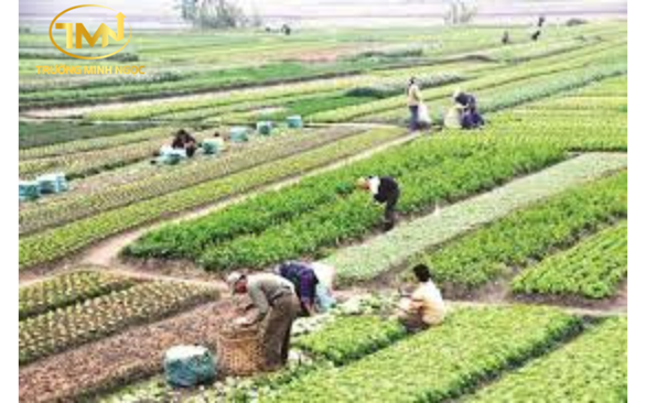 Thời hạn cho thuê đất nông nghiệp đối với cá nhân là bao lâu?