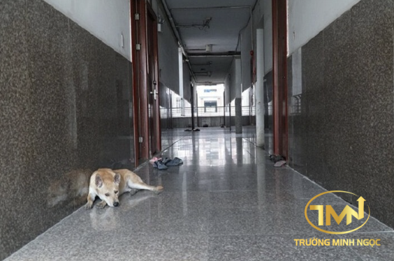 Thả rông chó mèo trong chung cư có phải là hành vi bị cấm không? (Ảnh minh hoạ)
