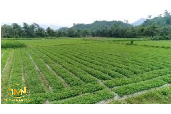 Đất trồng hoa màu là gì?