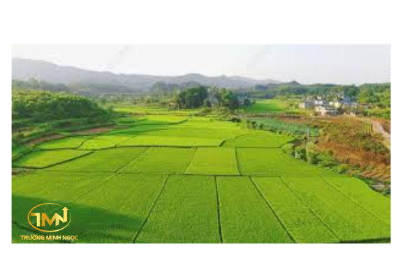 Chuyển từ đất trồng hoa màu sang đất thổ cư có phải xin phép không?